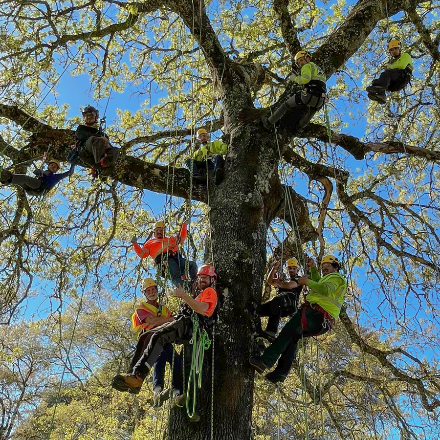 arborist class