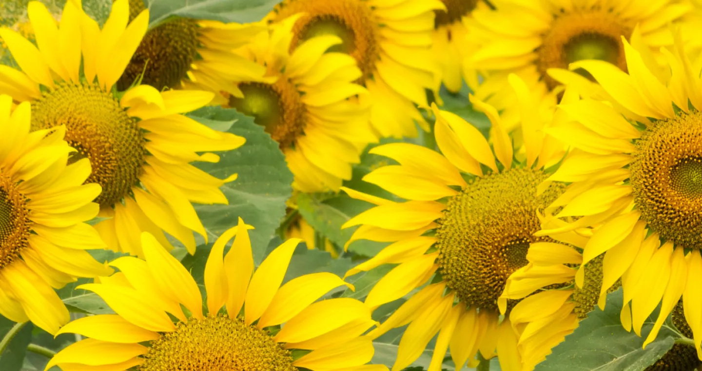 Yellow sunflowers with green leaves