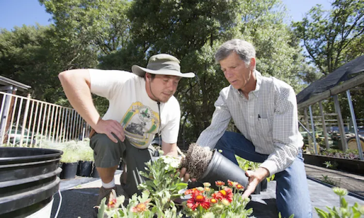 Two men looking at plant roots