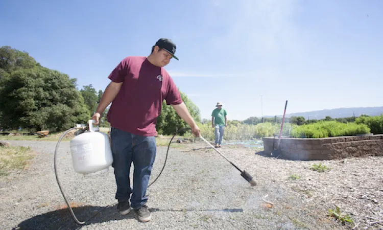 Man spraying weeds