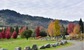 Campus trees photo