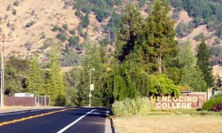 road and trees