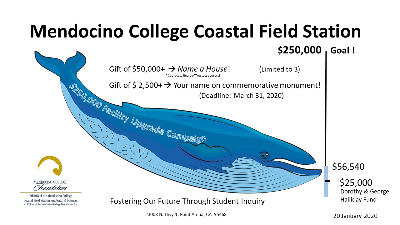 WhaleOmeter blue whale graphic for capital campaign